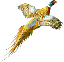 PheasantR